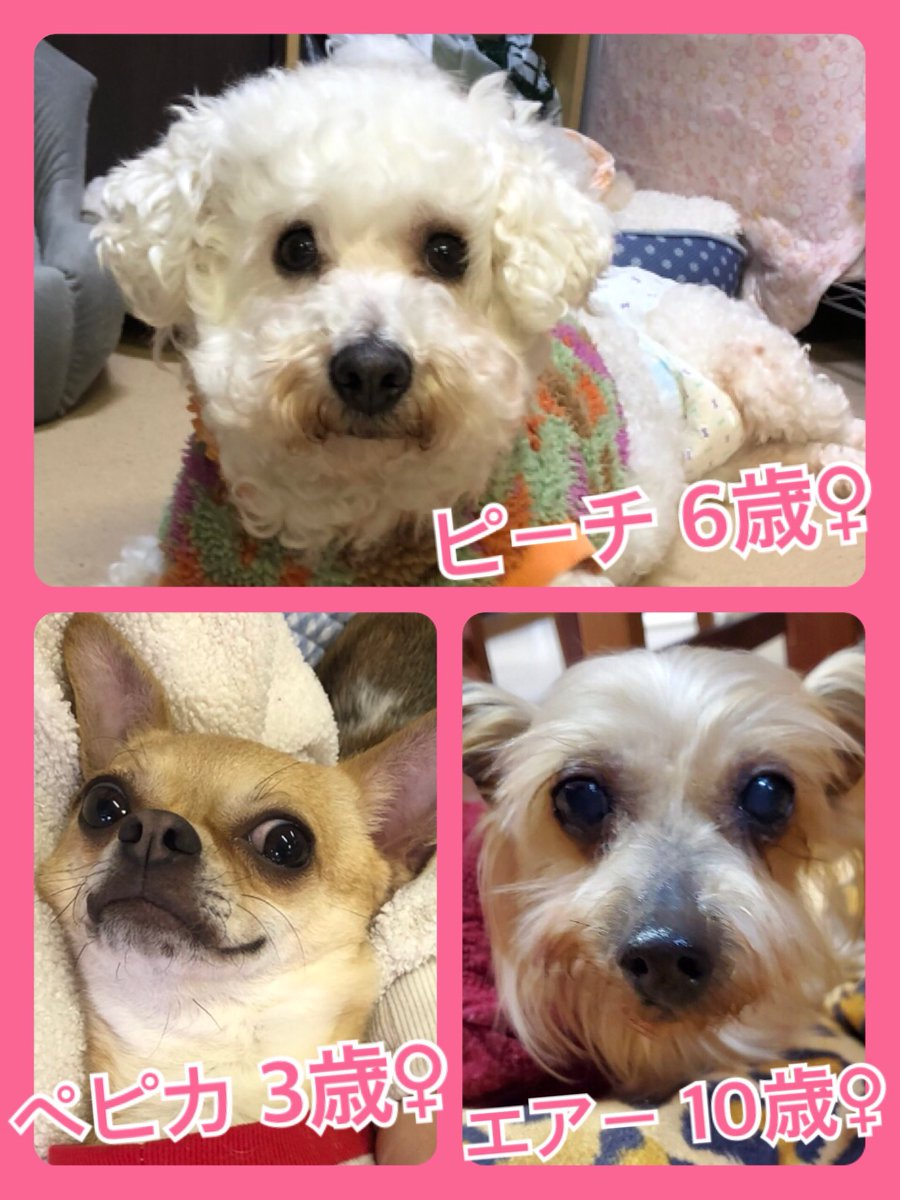 🐾今日の里親様募集中ワンコ🐶メンバーです🐾2020,3,23